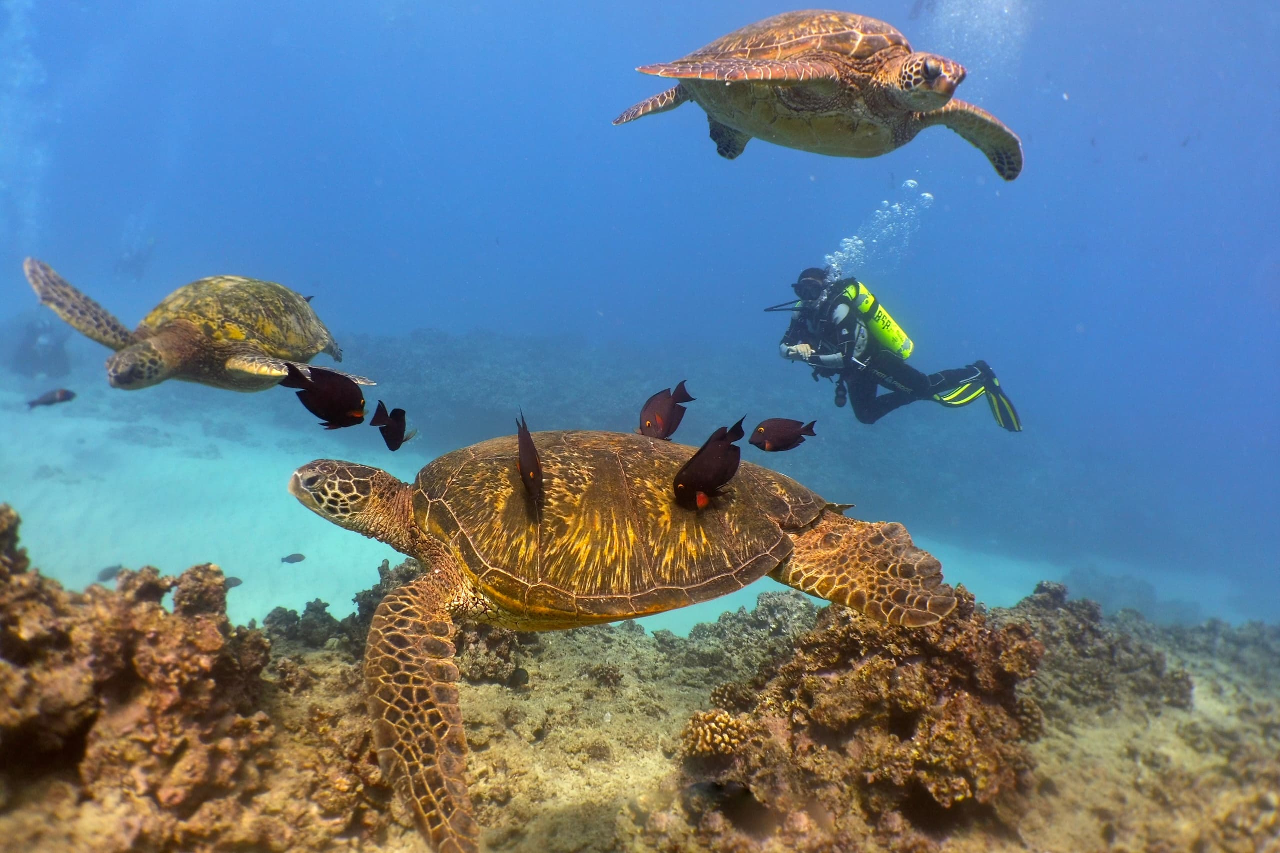 Water Activities at Banzai Divers Hawaii: Electric Beach Reef Dive