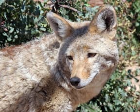 Private Guided Tour at Heritage Park Zoological Sanctuary