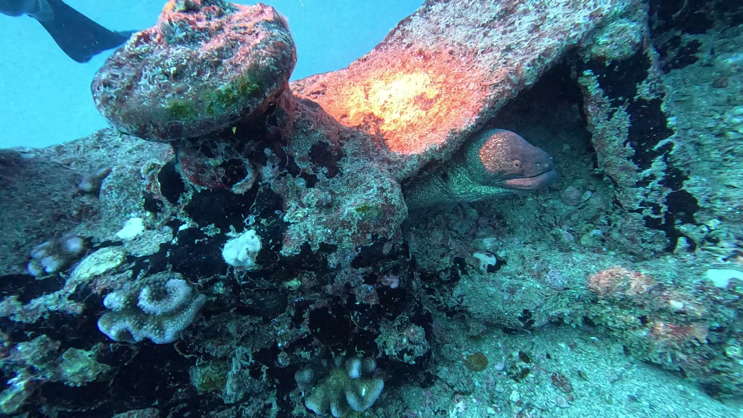 Dusk and Deep: Sea Tiger Double-Dip & Night Reef Dive in Honolulu photo 3