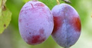 Two ripe plums hanging on branch in orchard close-up
