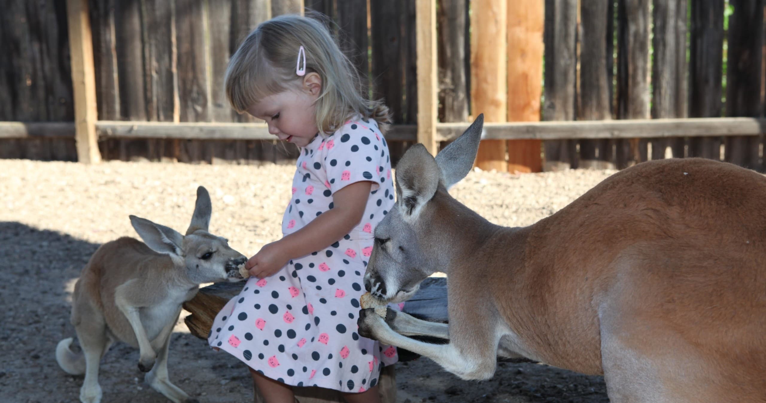 Private Wildlife Connections Encounter: Up-Close Rescue Animal Experiences in Paso Robles photo 1