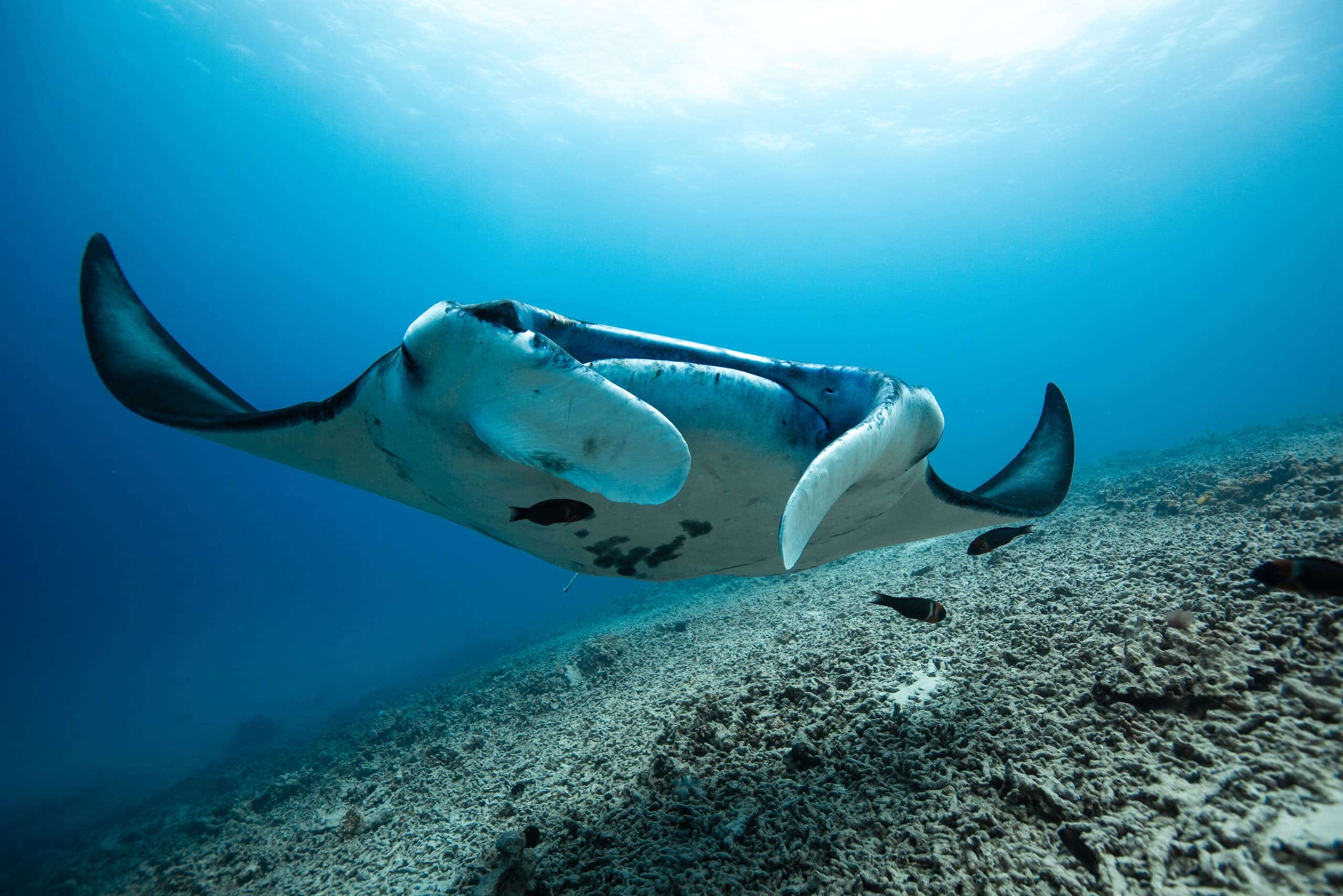 Water Activities: See Through Sea's Whale-Watching in Kona