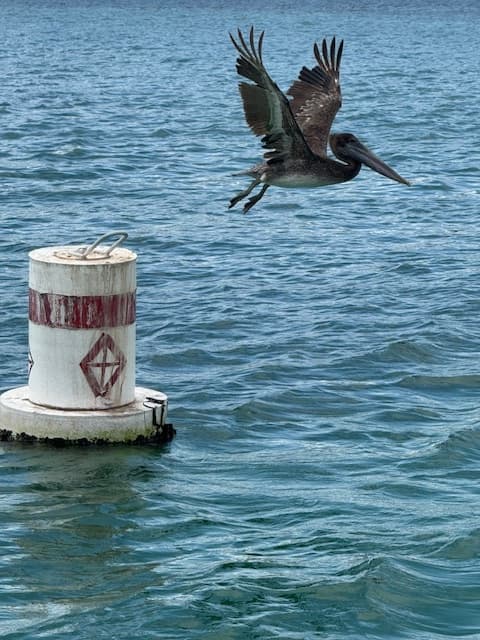 Dolphins and Donuts Morning Tour in Fort Walton Beach | Sandy Bottom Cruise & Wildlife Viewing photo 3