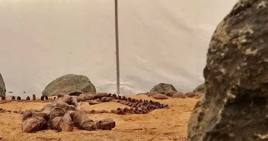 Hands-On Dino Dig in Christchurch: Family Fossil Excavation at Dino Dig Site 2
