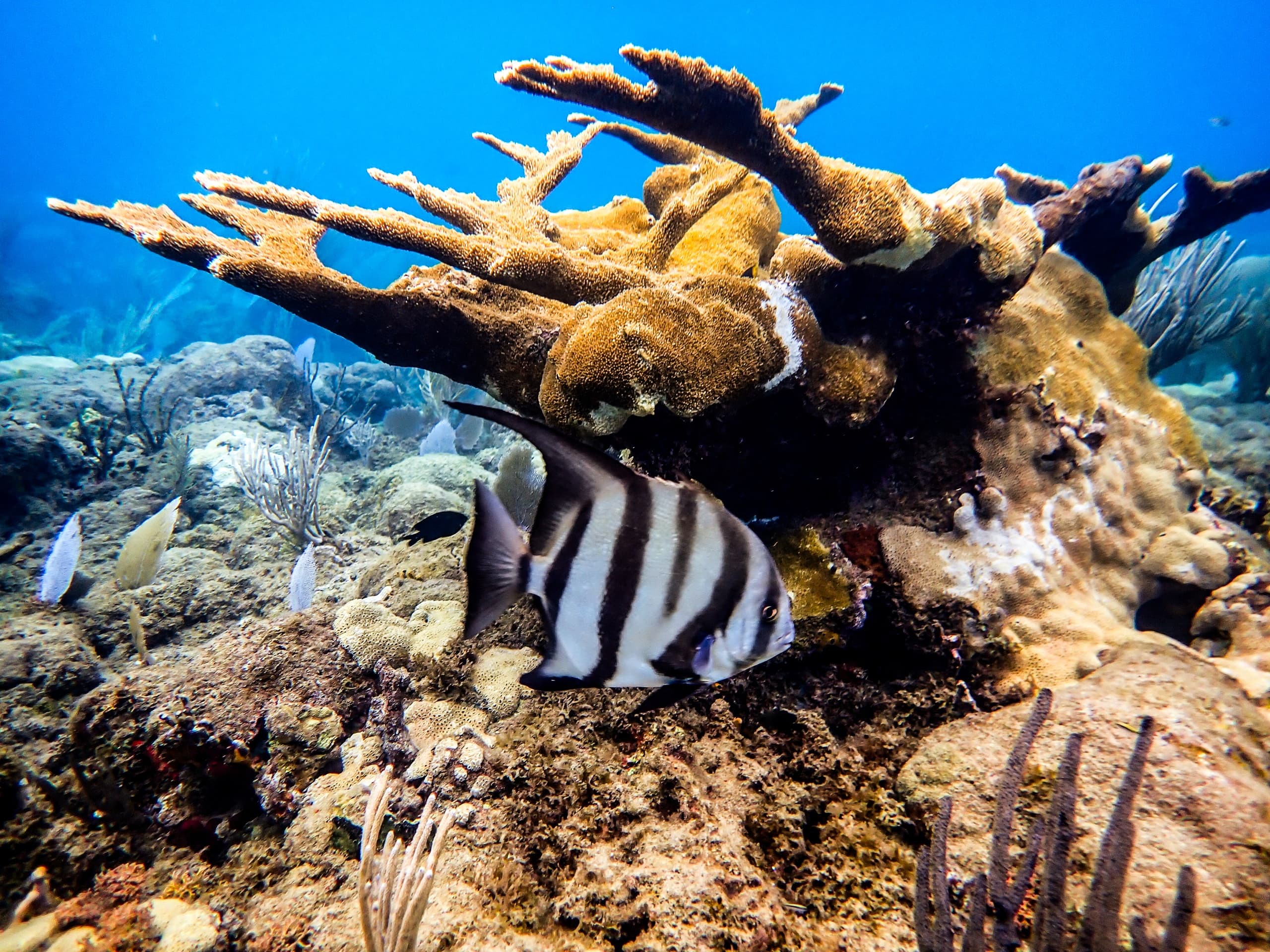 Private Snorkel Tours at Rincon Diving & Snorkeling