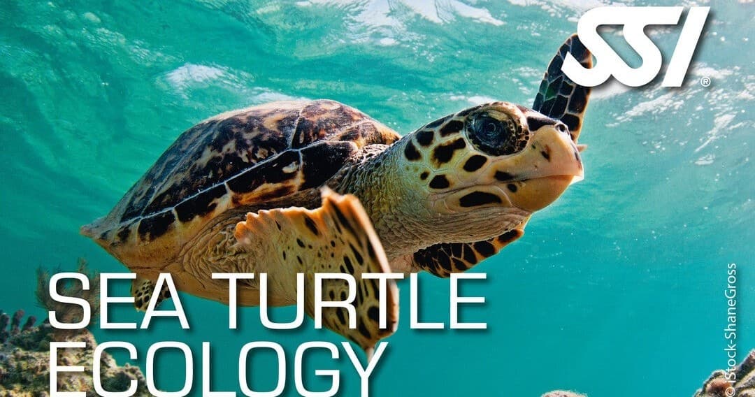 SSI Sea Turtle Ecology Course by Tauchwerkstatt in Baalberge