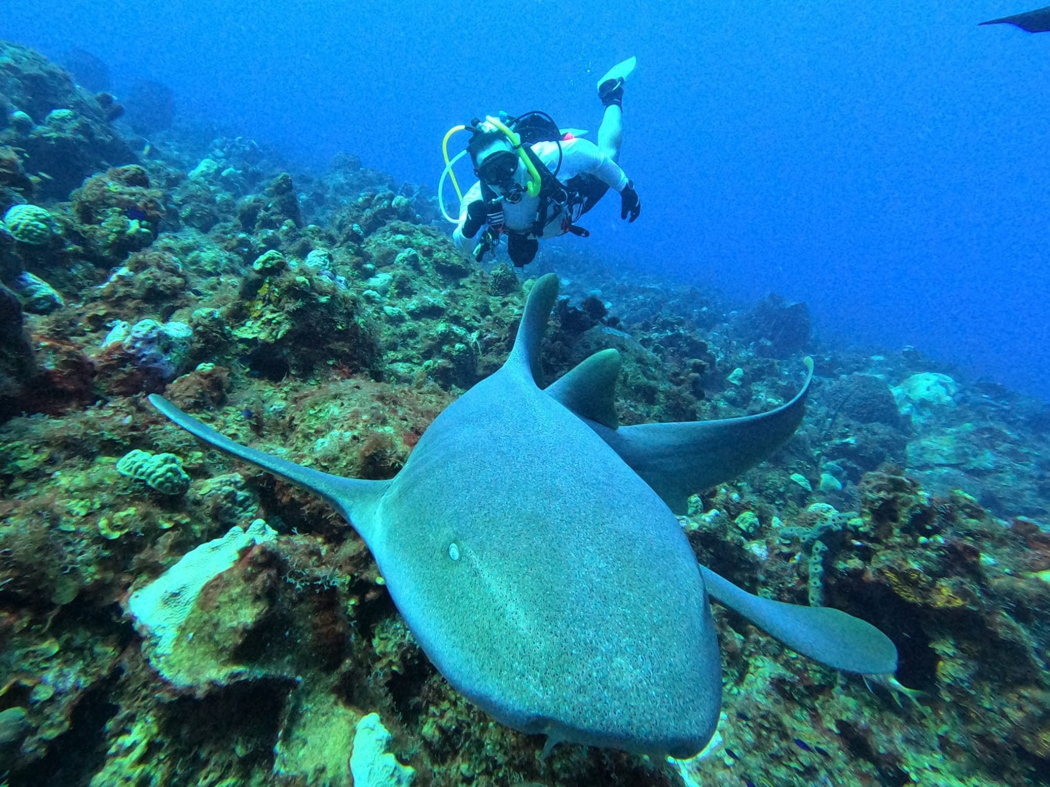 Dive into Desecheo Island: Puerto Rico’s Underwater Paradise