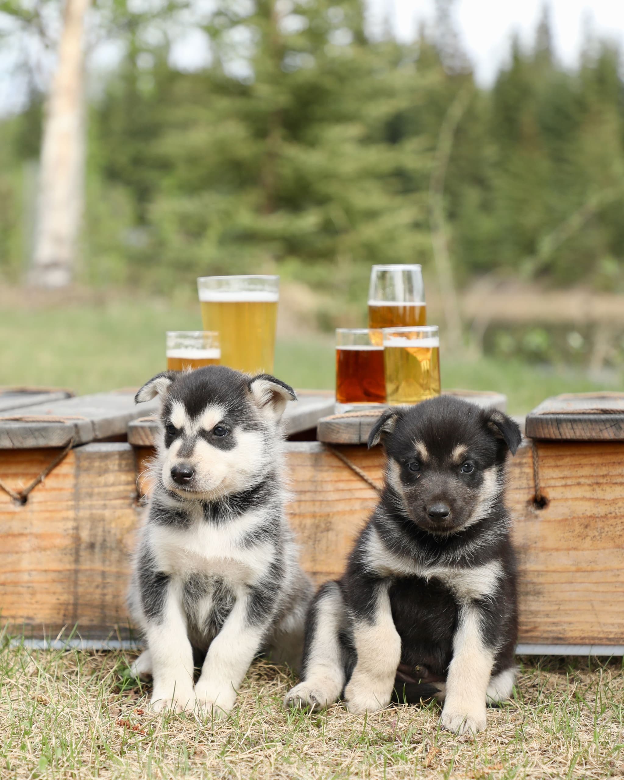 Trail Breaker Kennel team