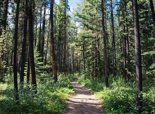 Sunlit forest trail through pine woods for scenic hiking