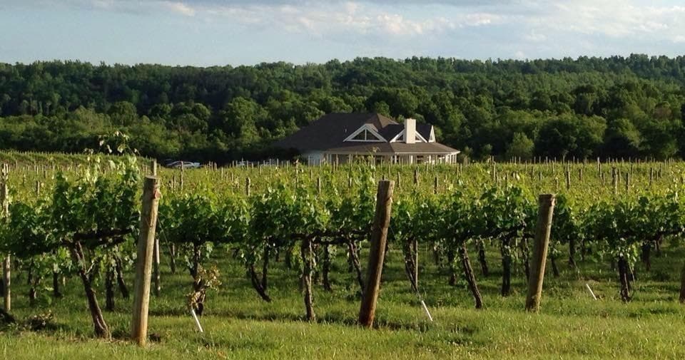 Horseback Vineyard Ride with Indian Summer Guide Service