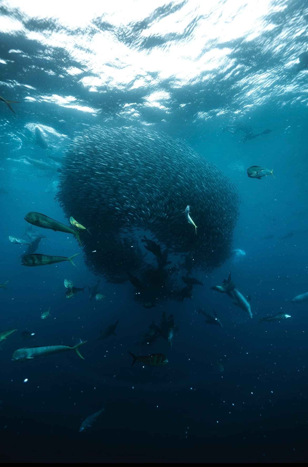Massive schooling fish formation with divers in deep blue ocean
