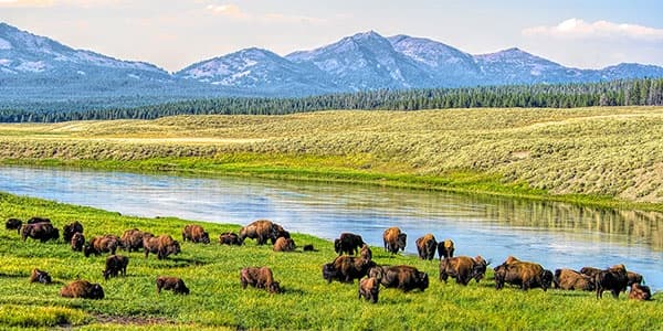 Yellowstone Lower Loop Tour (Big Sky, MT) | Guided Tour in Torrey, Utah