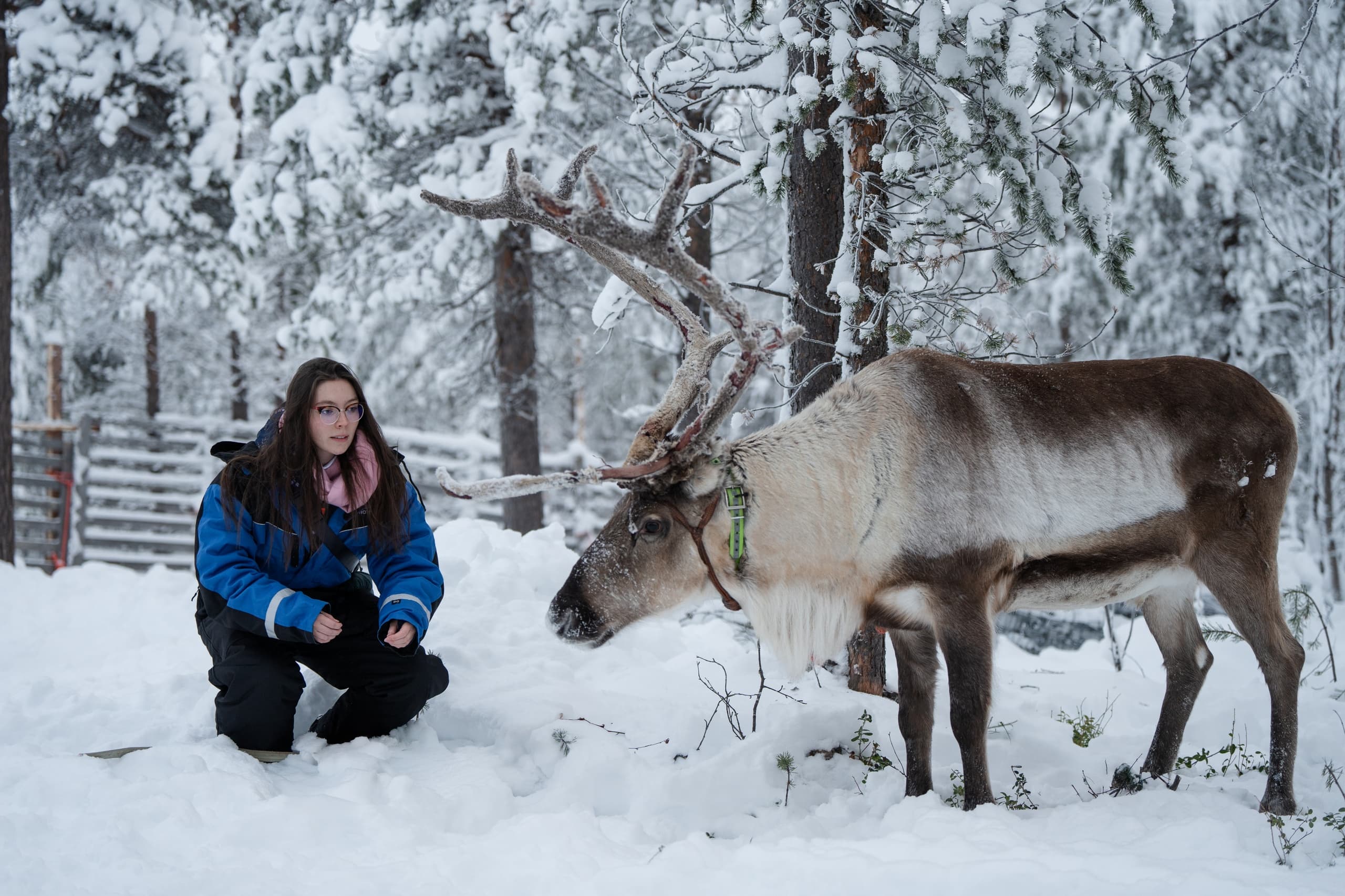Reindeer Day with Snowmobile at Wilderness Hotel Kieppi
