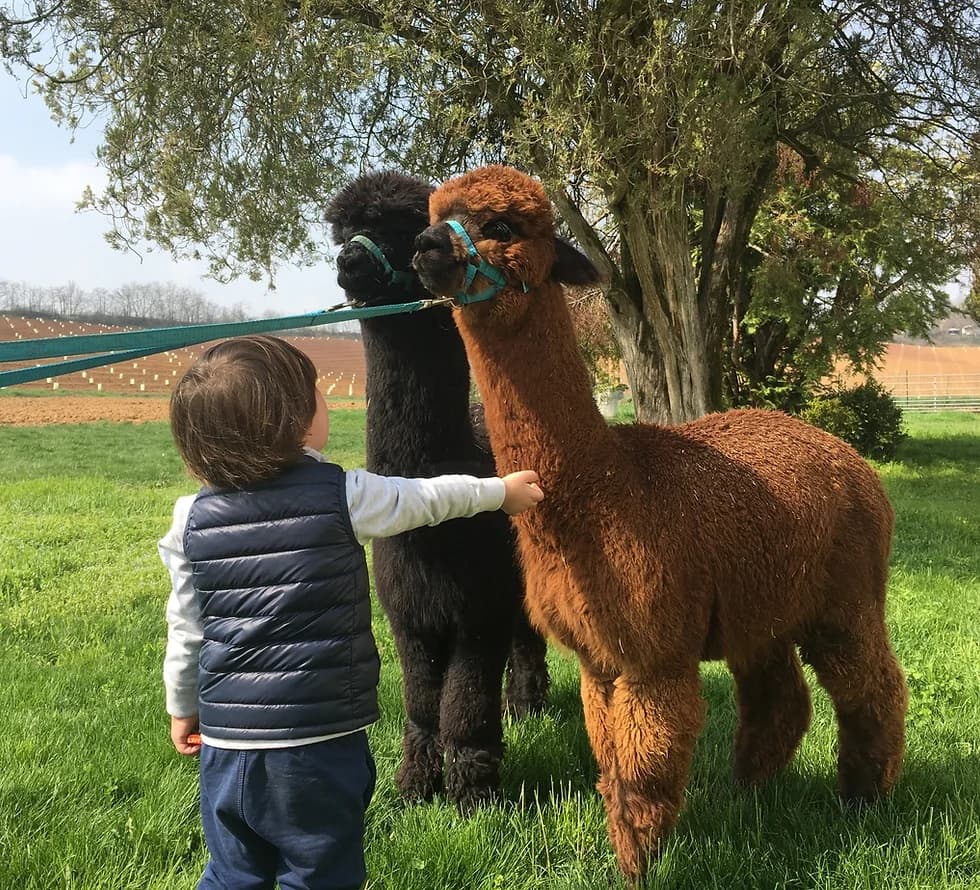 Alpaca Farm Visits with Quadrifoglio Alpaca in Piemonte