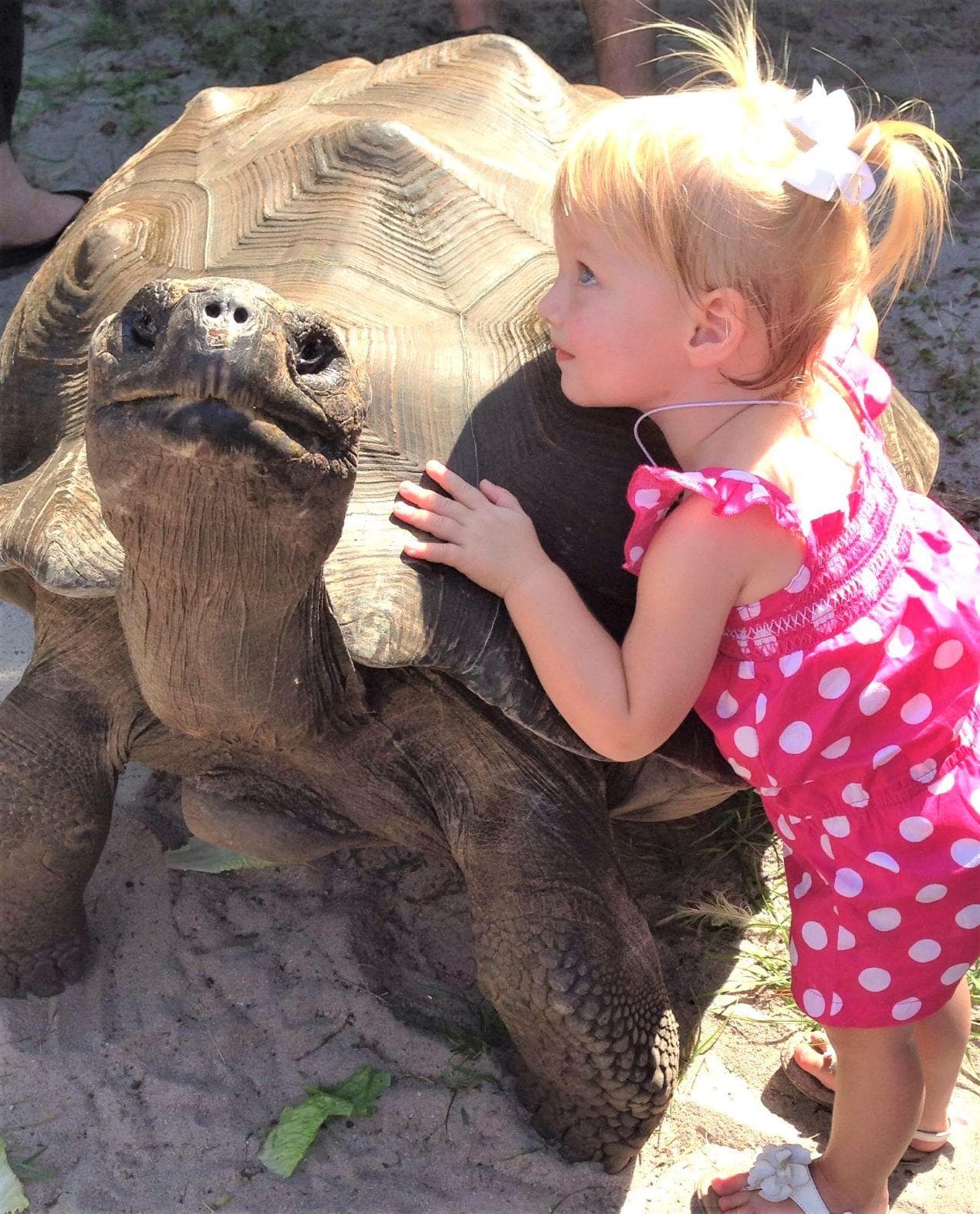 Wildlife & Conservation: Galapagos Tortoise Encounter at Gulf Breeze Zoo