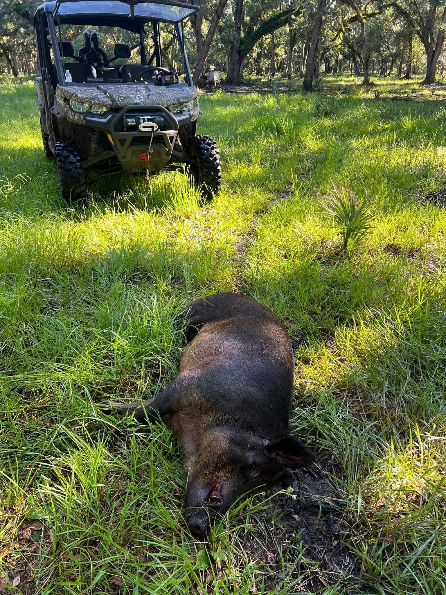 Harvested wild hog lying in grassy timberland after hunt