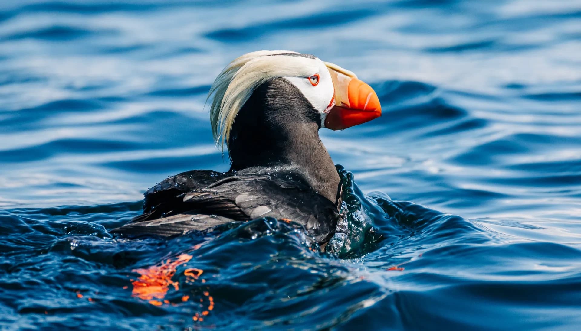 Islands of Wonder: Small-Group Wildlife Cruise & Remote Beach Landing in Sitka photo 1