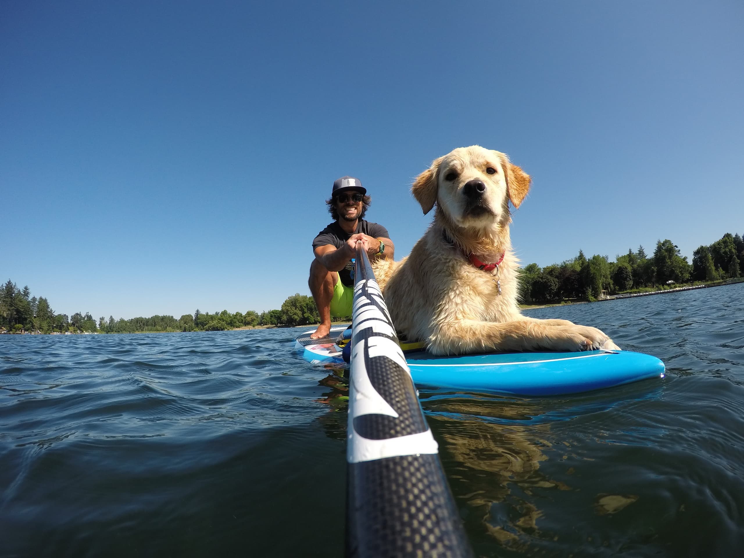 Cascadia PUP: Paddleboarding with Dogs in Tigard, Oregon