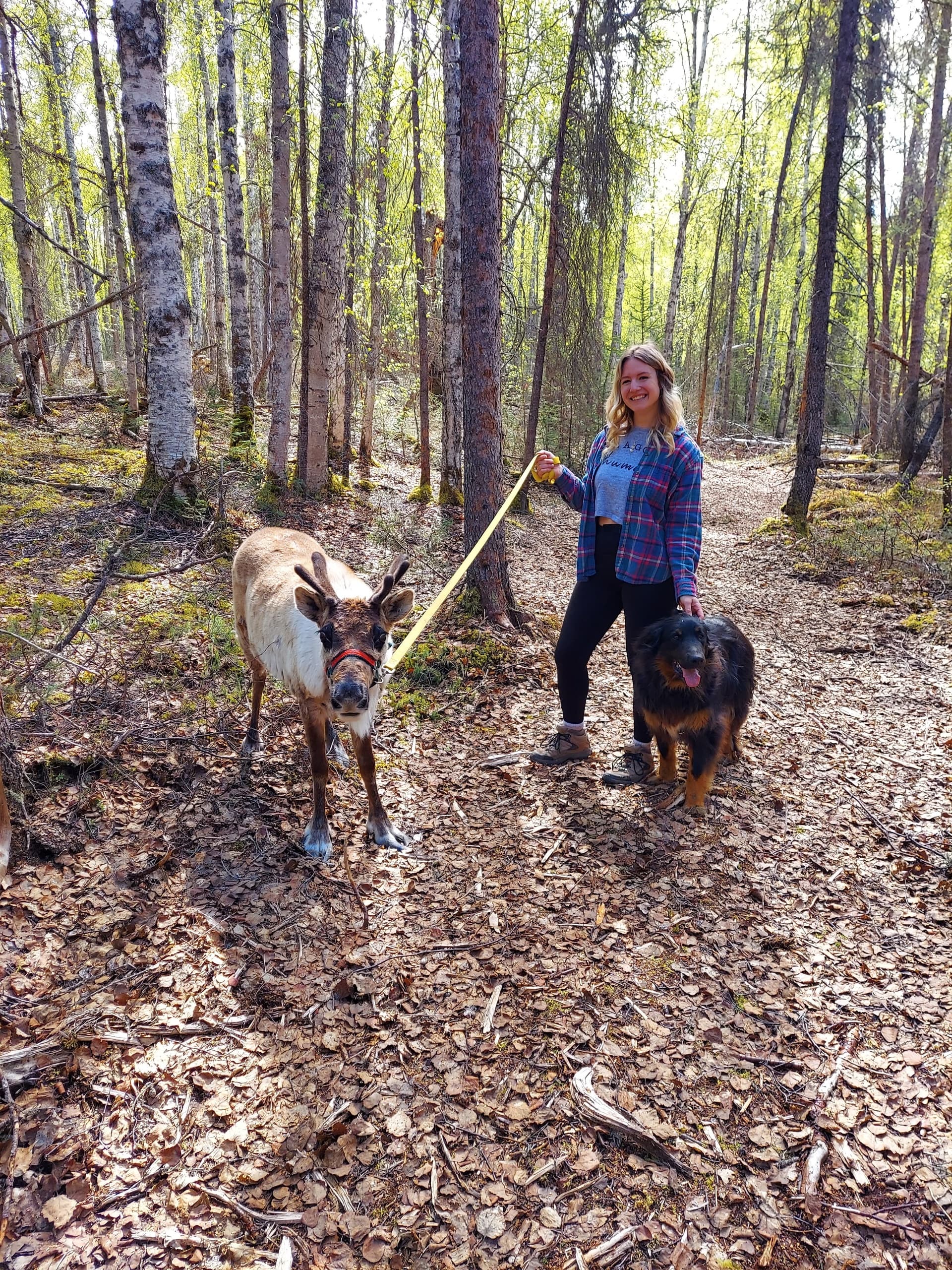 Homestead & Reindeer Tour at The Reindeer Grove in Talkeetna