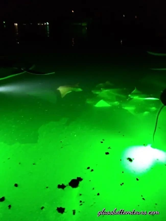 LED Glass-Bottom Kayak Night Tours in Sarasota: Manatees, Mangroves & Skyline Views photo 4