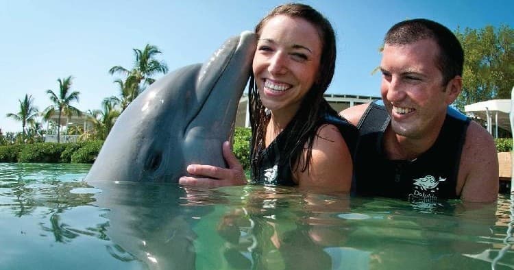 Dolphin Discovery at Dolphin Connection in Duck Key, FL