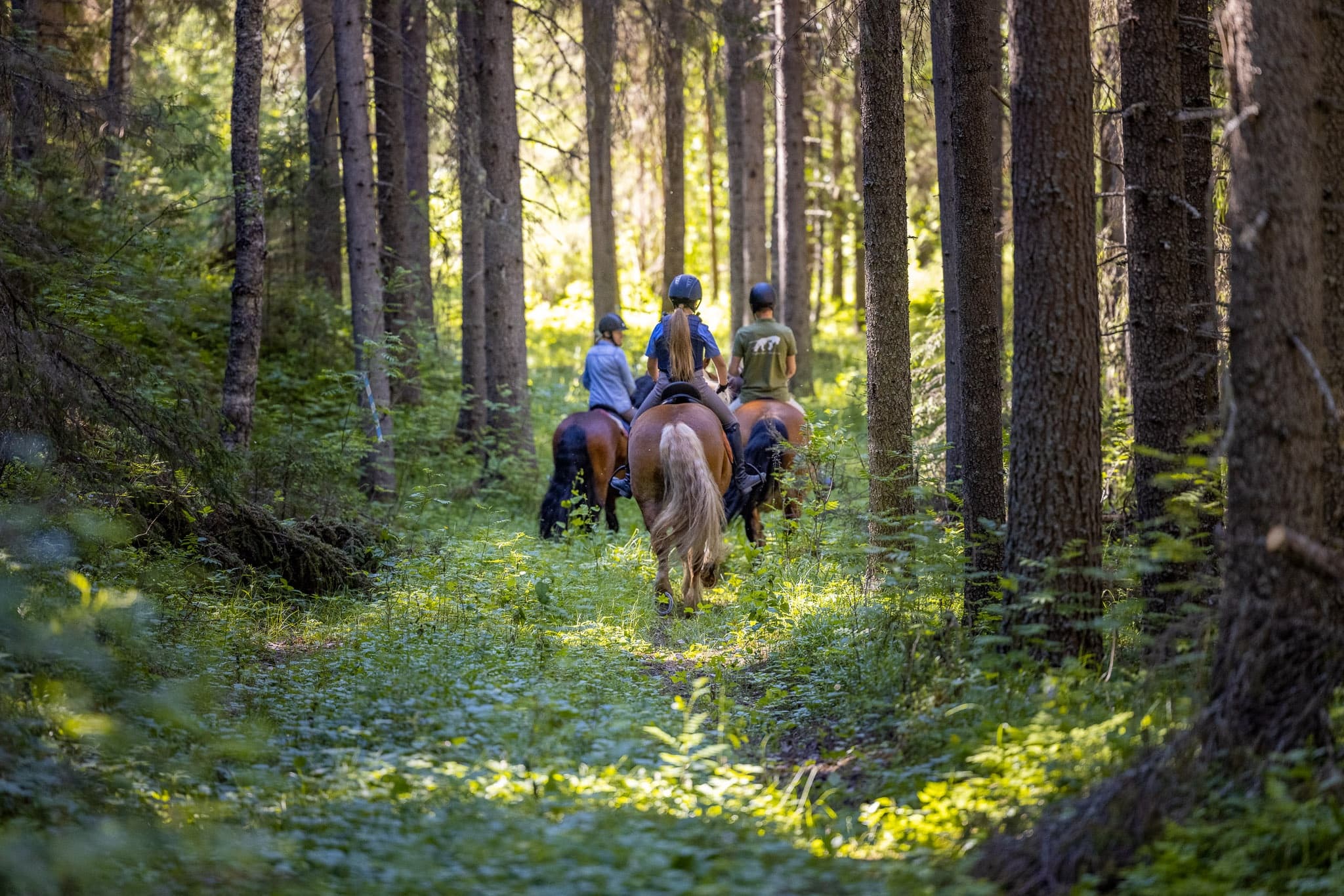 Trail riders on horseback moving through sunlit pine forest pathway