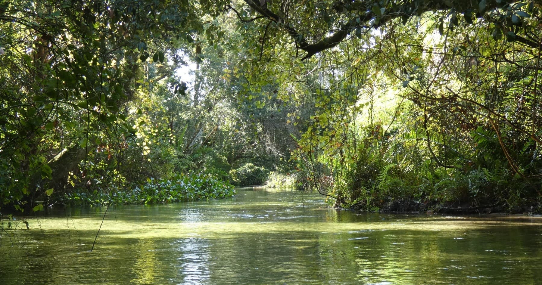 Eco Kayak Adventure on the Emerald Cut with Venture Outdoors in Apopka