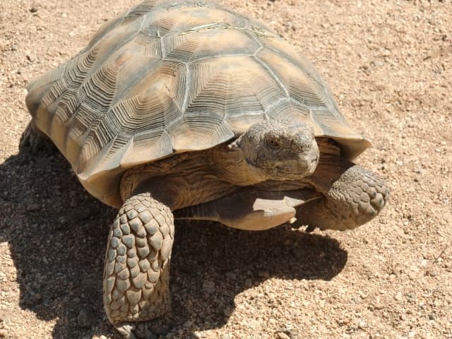 Wildlife & Zoo Tour at Heritage Park Zoological Sanctuary