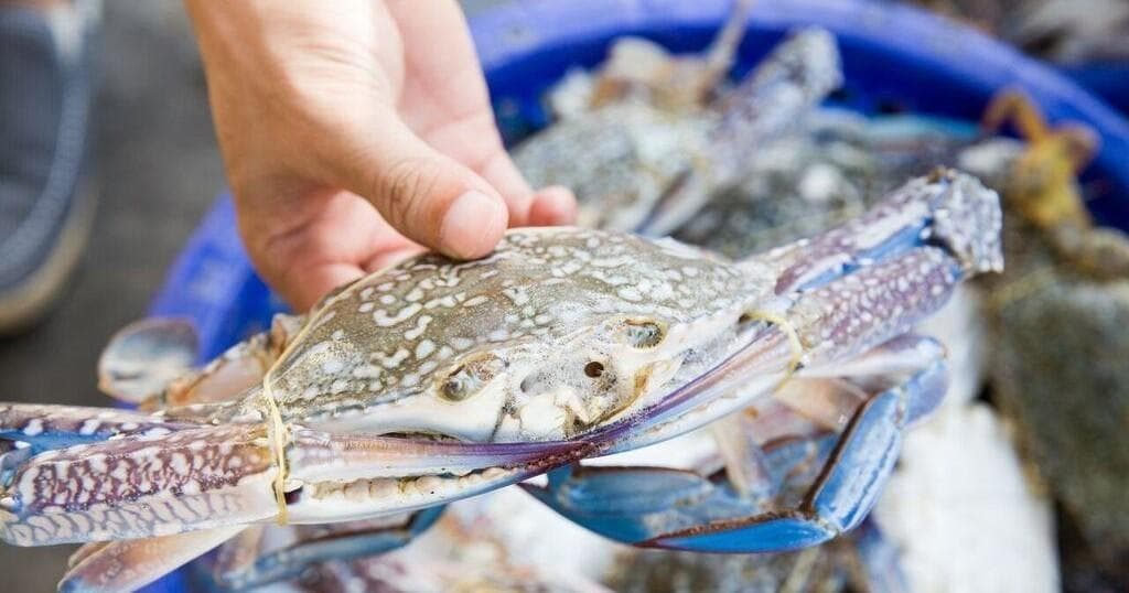 Crabbing Expedition | Fishing in Hilton Head Island, South Carolina photo 1