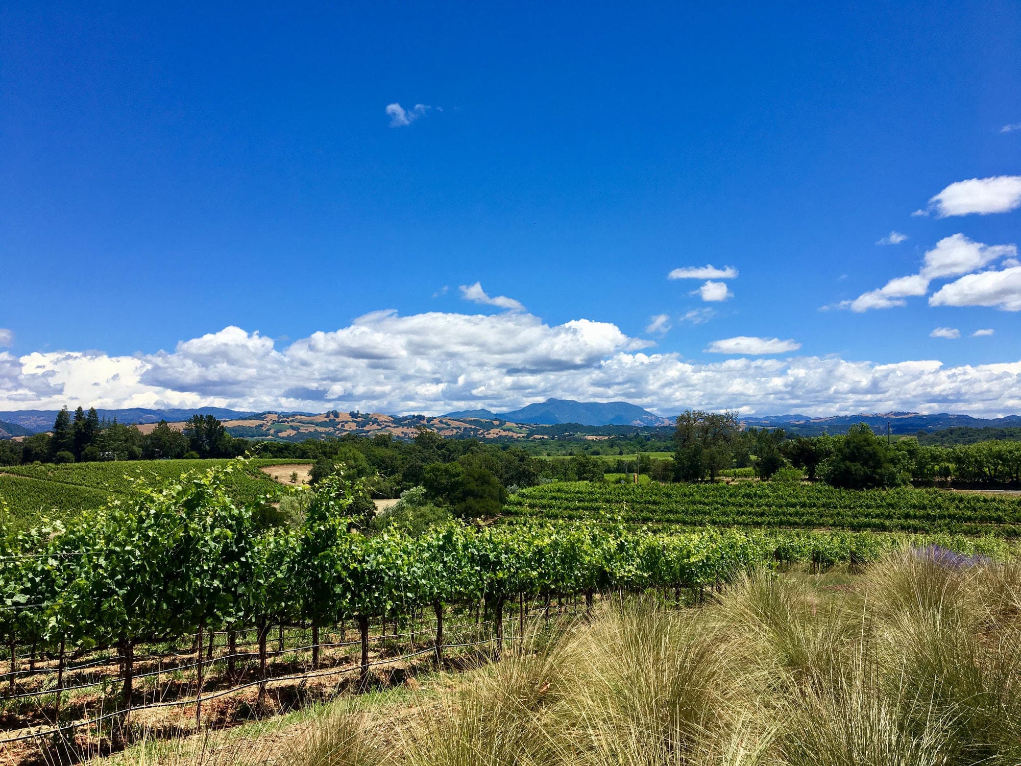 Vineyard panorama with trails and distant mountains, Napa valley tour