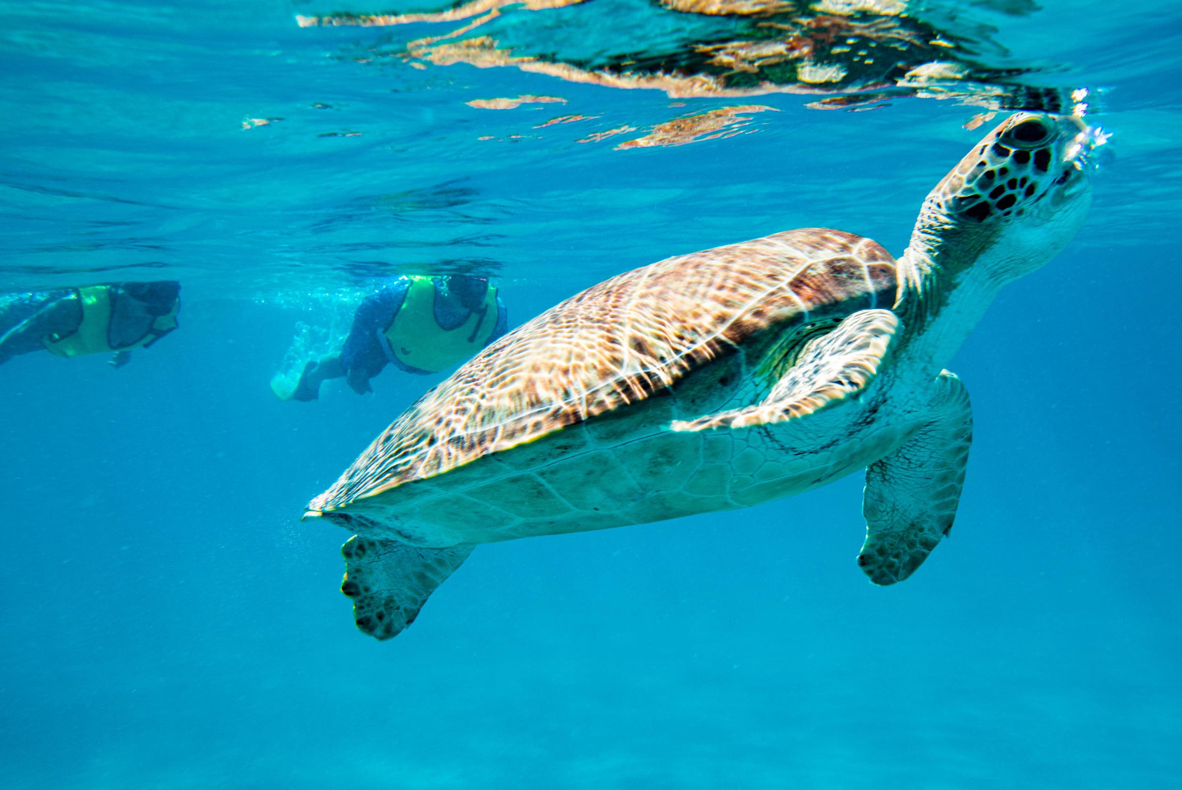 Green sea turtle swimming among snorkelers in clear ocean