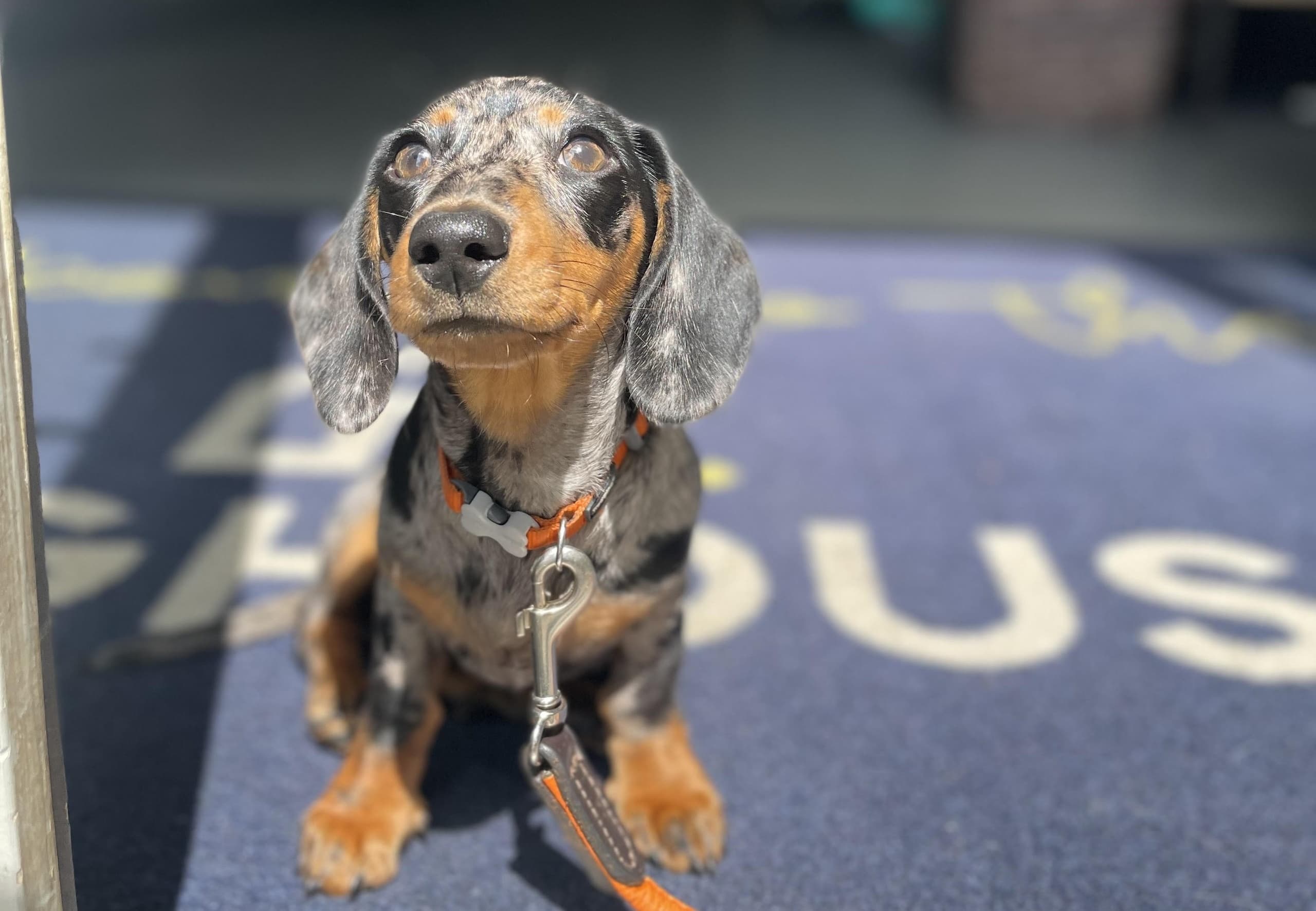 Dog Training & Socializing at Doghouse BoA in Bradford on Avon