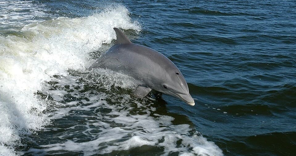 Wildlife & Dolphin Watching with Beach Bum Charters in Florida