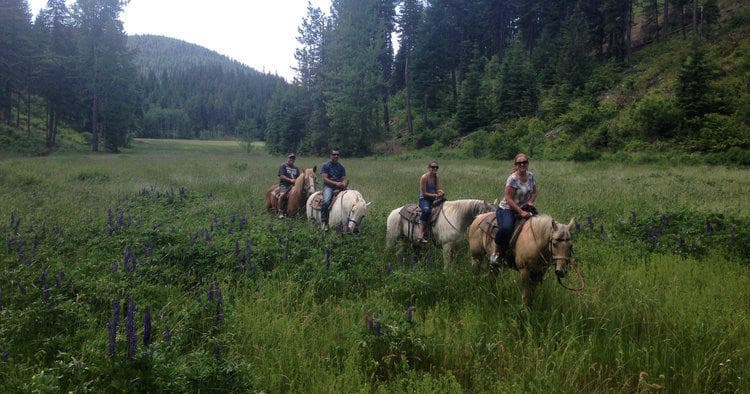 Group horseback riding across subalpine wildflower meadow