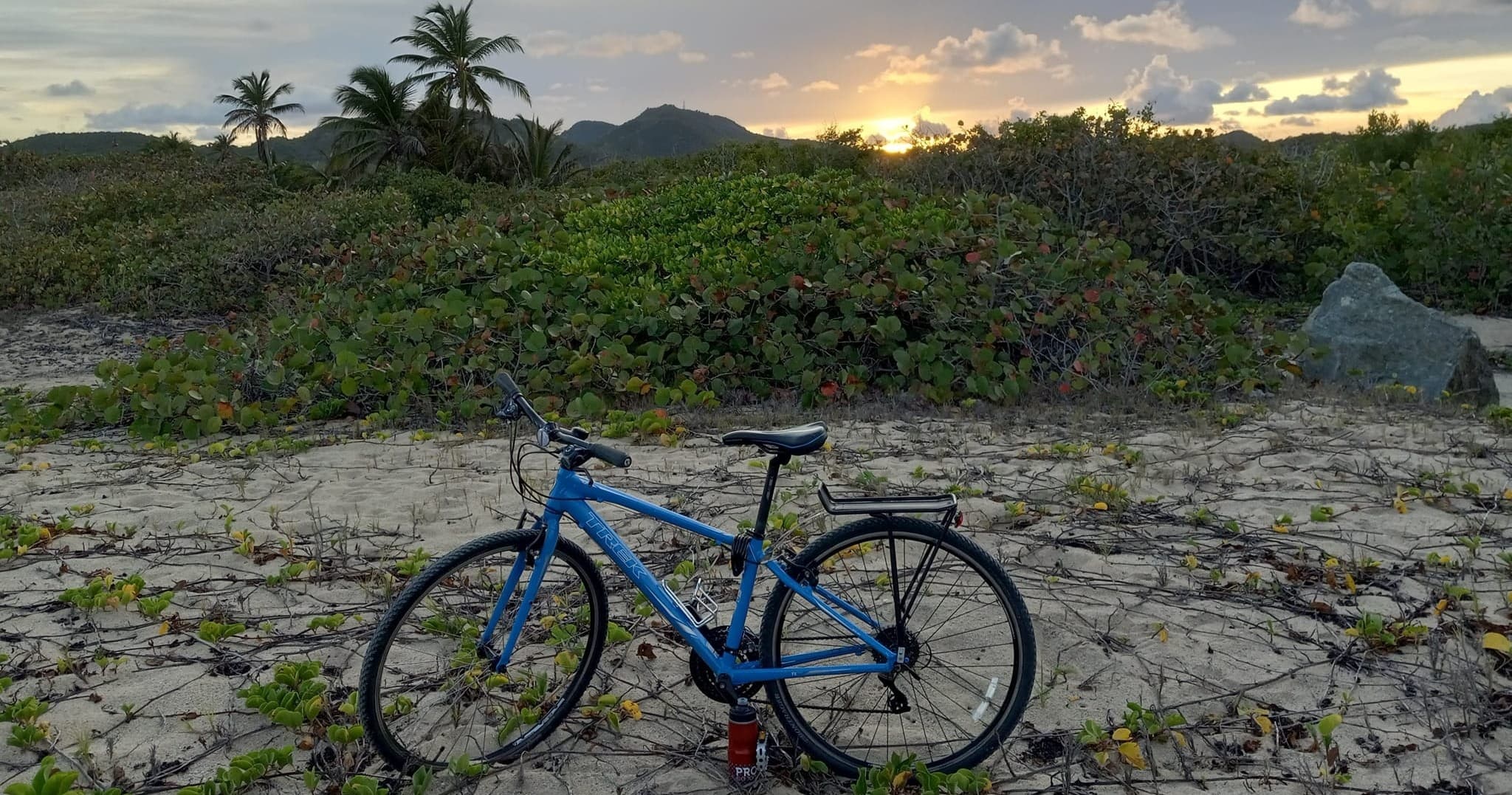 Blue bicycle at dusk on coastal scrub with palm silhouette