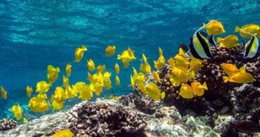 Water Activities & Torpedo Tours: Two-Tank Dive Adventure