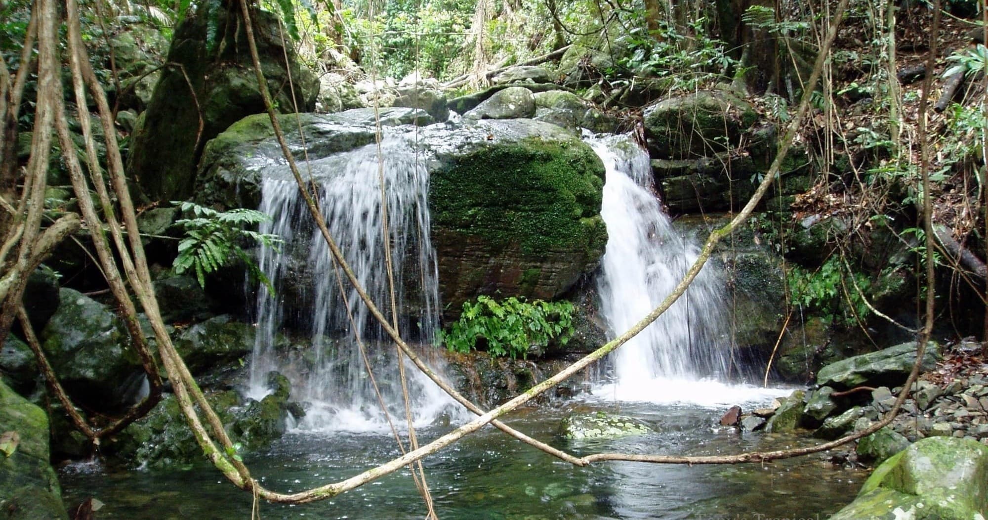 Daintree Rainforest Adventure with Tony's Tropical Tours