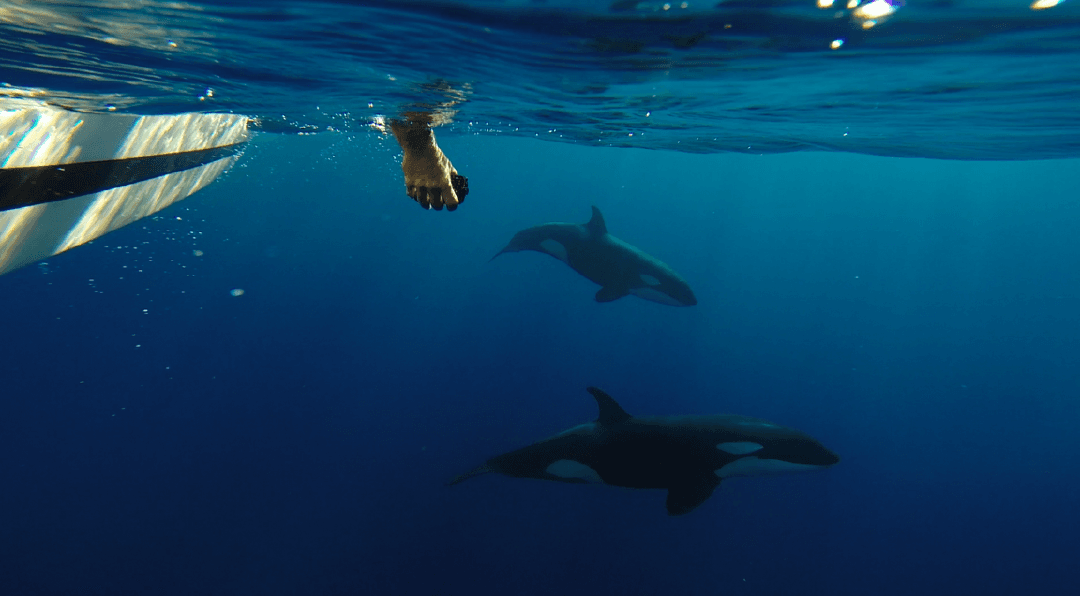 Watch Whales and Wildlife Near Todos Santos, Baja California Sur