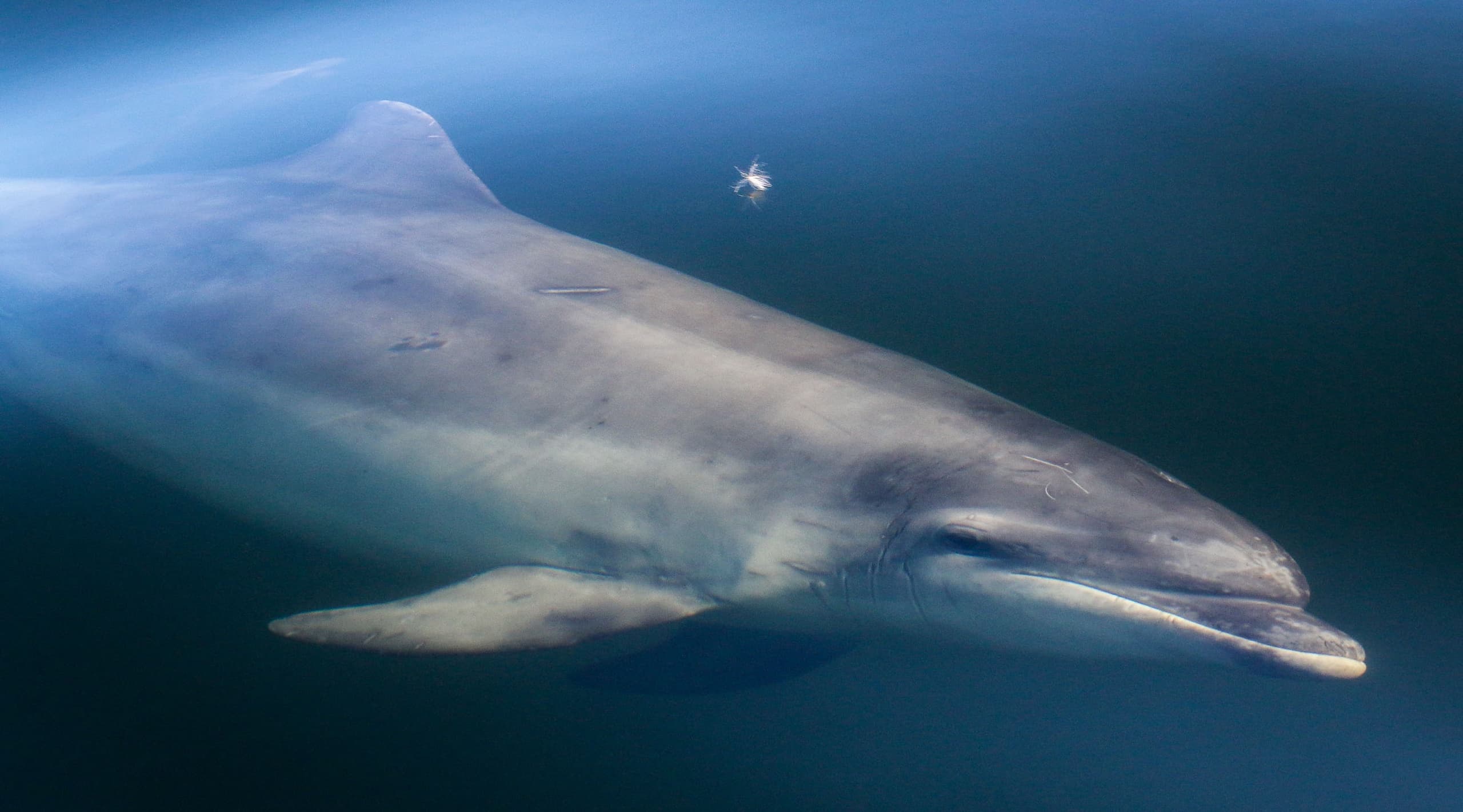 Wildlife Boat Trips with EcoVentures in Scotland
