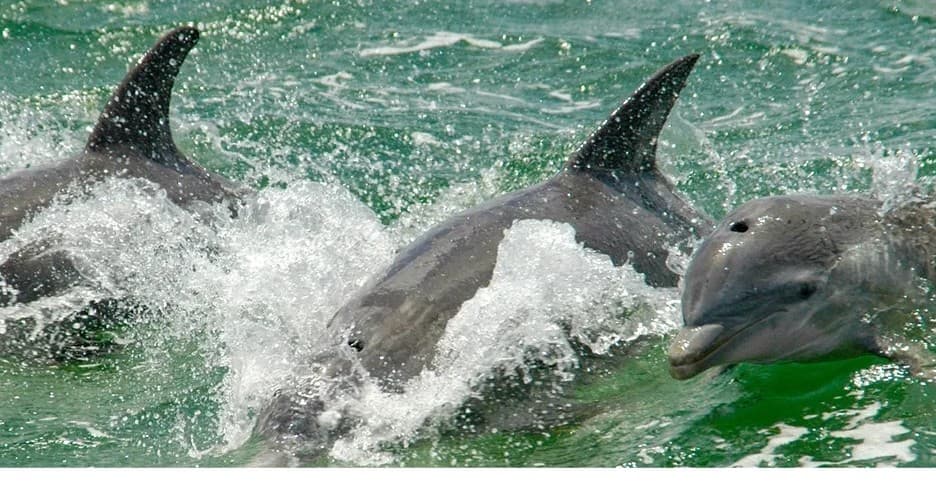Pod of dolphins swimming and surfacing in emerald coastal waters