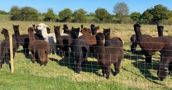 Land Adventures with Alpaca Trekking in Andean Region
