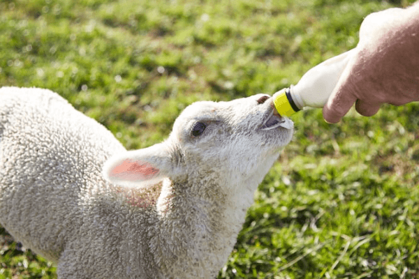 Bottle-Feed Sock Lambs Near the White Cliffs: Dover Lamb Feeding Experience