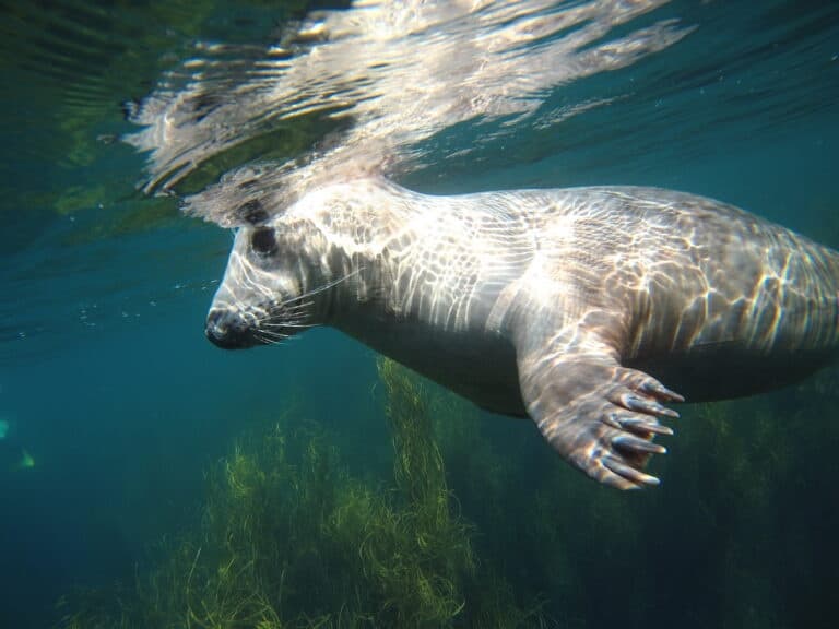 Wild Snorkelling at Mounts Bay: Small-Boat Cove Dives from Penzance to Lands End