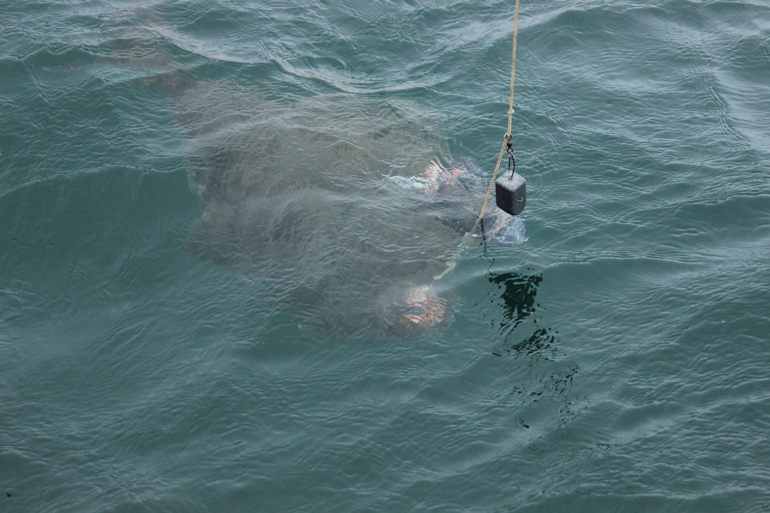 Fishing gear and bait submerged in open ocean during charter
