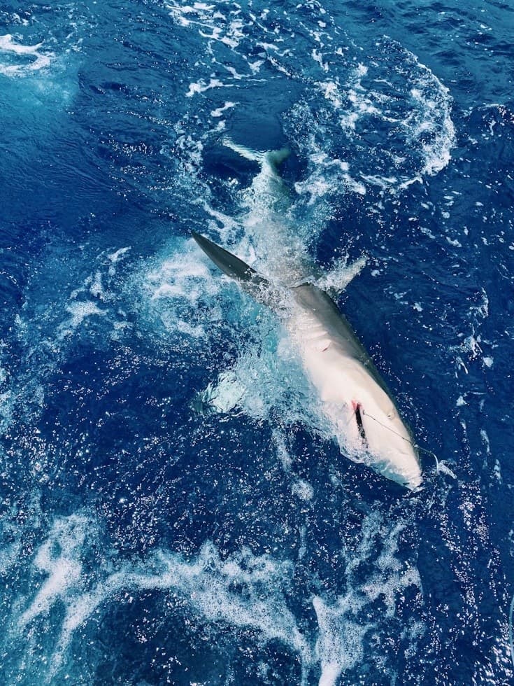 Offshore Shark Fishing from Gloucester: Mako, Porbeagle & Blue Shark Days photo 1