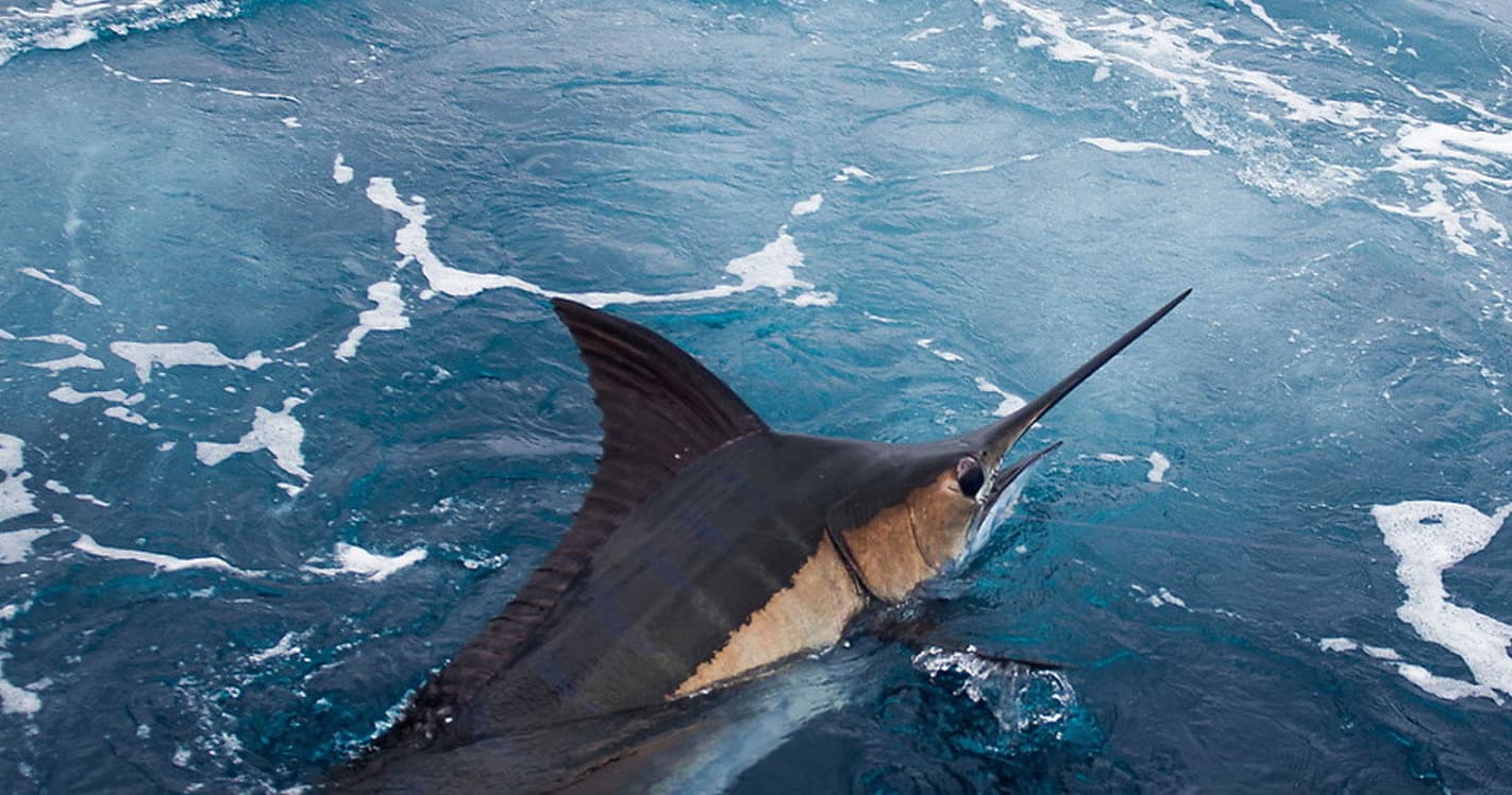 Fishing Charters with Fish Hook II in North Myrtle Beach