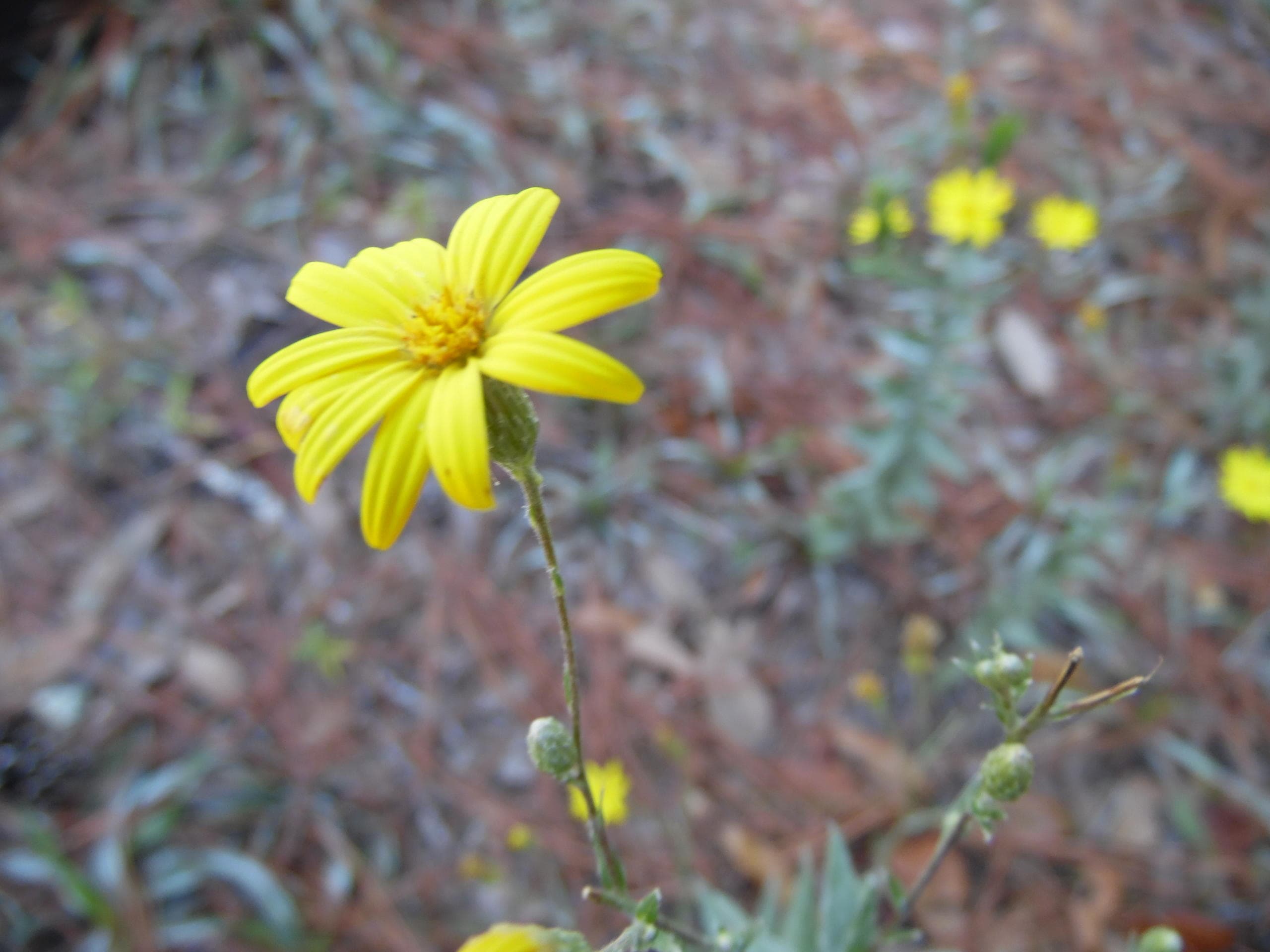 Wildflower & Nature Walks at Not A Clue Adventures