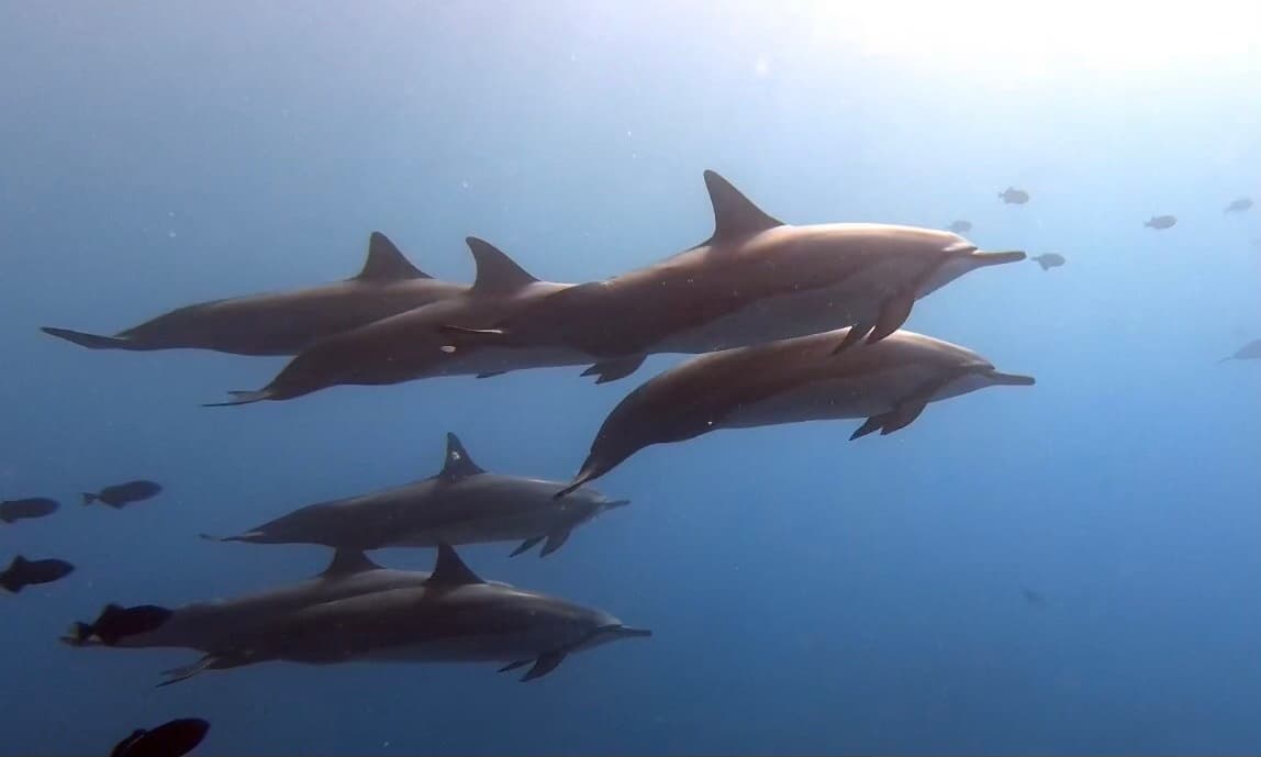 Water Activities with Kona Shore Divers in Kona, Hawaii