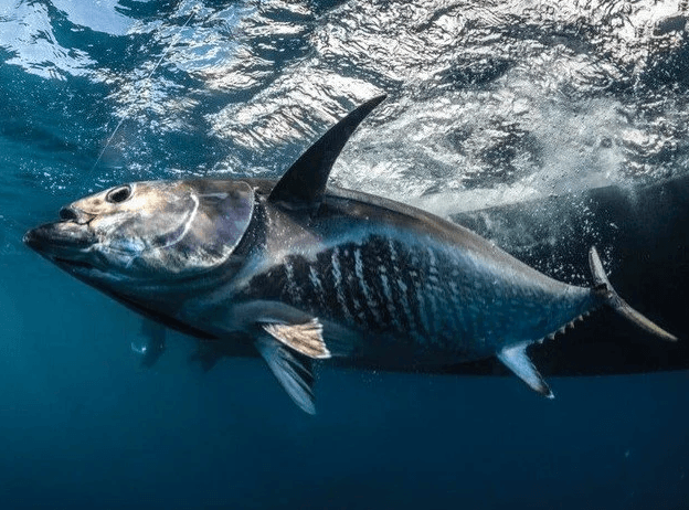 Chase Giant Bluefin: Bluefin Tuna Fishing in Waihau Bay, East Cape