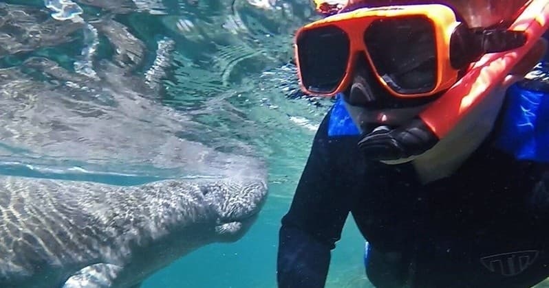 Private Manatee Swim Tour in Crystal River, Florida